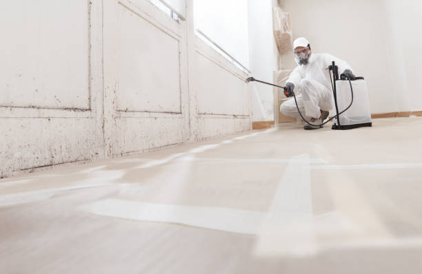 Black mold remediation team in Elk Rapids